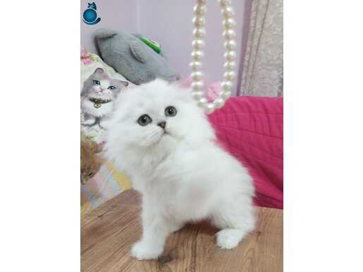 Safkan Scottish Fold yavru Silver Shell (fs12) Catteryden 