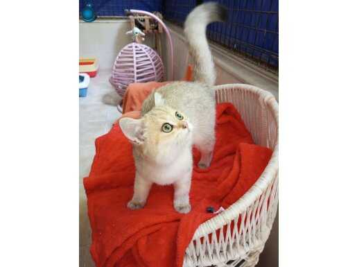 Safkan Golden ve Silver yavrular Catteryden secereli anne ba