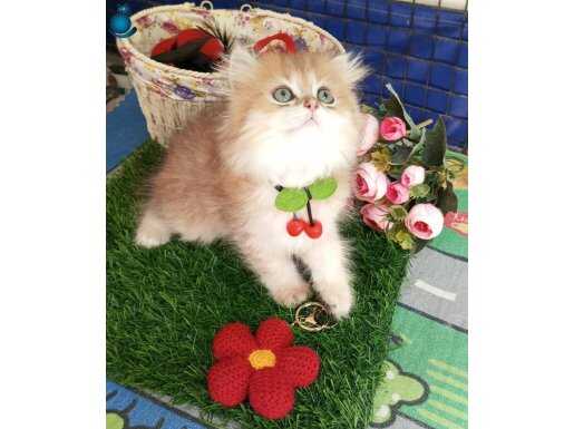 Safkan Secereli Longhair/Shorthair Golden/Silver Catteryden