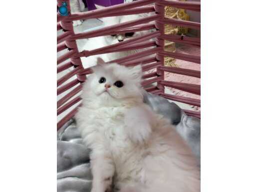 Safkan Longhair yavrular Catteryden 