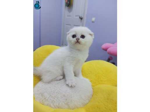 Safkan Scottish yavrular Catteryden .Silver Point, Shaded 