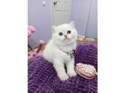 Safkan yavrular Catteryden. Silver Point, Golden Point 