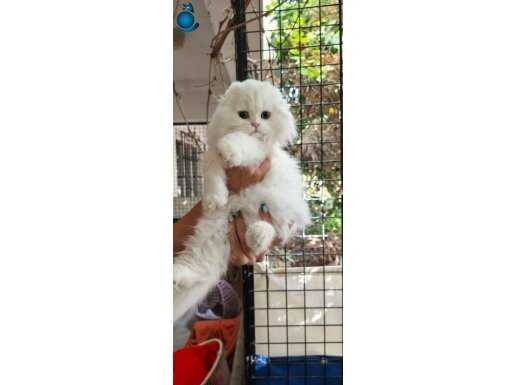 Safkan secereli anne babadan Catteryden Highland Fold