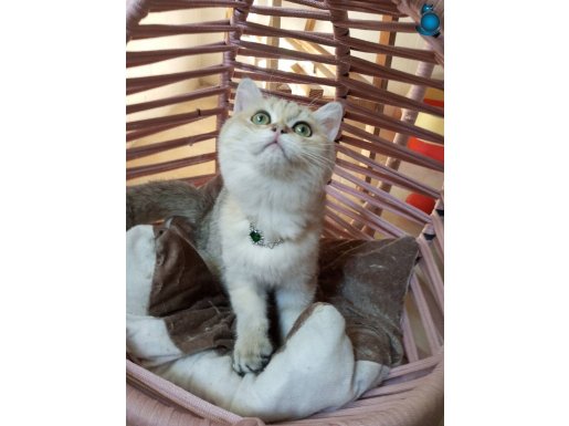 Safkan secereli anne babadan Golden ny11 dişi yavrumuz