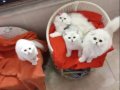 Silver Chinchilla Rengi Safkan Yavrular Catteryden 