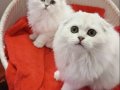 Silver Chinchilla Rengi Safkan Yavrular Catteryden 