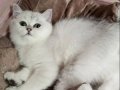 Silver Chinchilla Rengi Safkan Yavrular Catteryden 