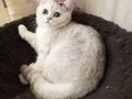 Silver Chinchilla Rengi Safkan Yavrular Catteryden 