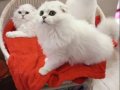 Silver Chinchilla Rengi Safkan Yavrular Catteryden 