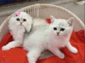 Silver Chinchilla Rengi Safkan Yavrular Catteryden 