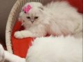 Silver Chinchilla Rengi Safkan Yavrular Catteryden 