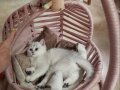 Silver Chinchilla Rengi Safkan Yavrular Catteryden 