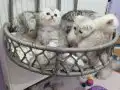 Silver Tabby safkan yavrular Catteryden 