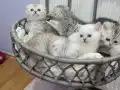 Silver Tabby safkan yavrular Catteryden 