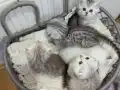 Silver Tabby safkan yavrular Catteryden 