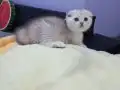 Silver Tabby safkan yavrular Catteryden 