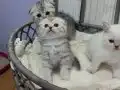 Silver Tabby safkan yavrular Catteryden 