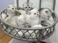 Silver Tabby safkan yavrular Catteryden 