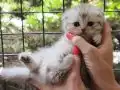 Silver Tabby safkan yavrular Catteryden 