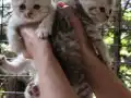 Silver Tabby safkan yavrular Catteryden 