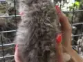 Silver Tabby safkan yavrular Catteryden 