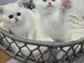 Safkan yavrular Catteryden. Highland ve Shorthair 