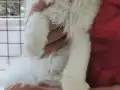 Safkan yavrular Catteryden. Dik ve düşük kulak Silver rengi