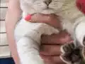 Safkan yavrular Catteryden. Dik ve düşük kulak Silver rengi