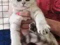 Safkan yavrular Catteryden. Dik ve düşük kulak Silver rengi