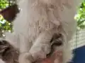 Safkan yavrular Catteryden. Dik ve düşük kulak Silver rengi