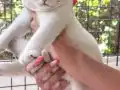 Safkan yavrular Catteryden. Dik ve düşük kulak Silver rengi