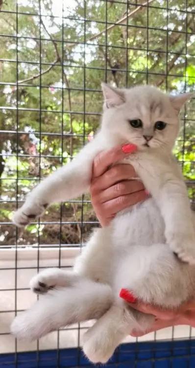 Safkan yavrular Catteryden. Dik ve düşük kulak Silver rengi