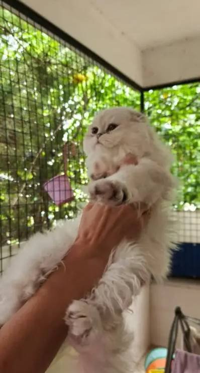 Safkan yavrular Catteryden. Dik ve düşük kulak Silver rengi