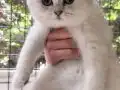 Safkan yavrular Catteryden. Dik ve düşük kulak Silver rengi