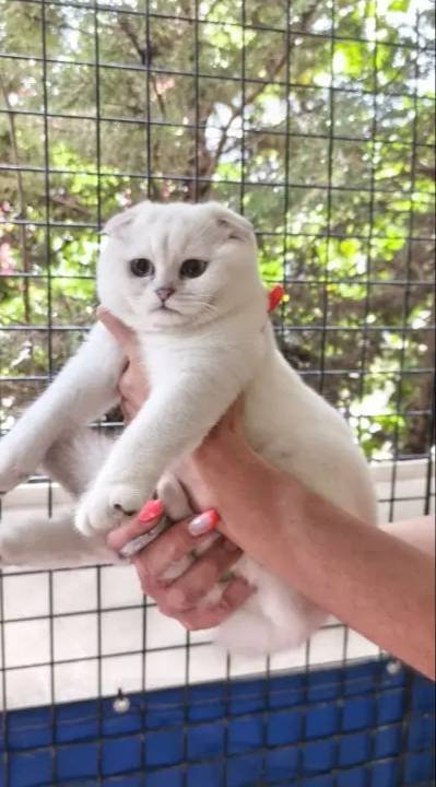 Safkan yavrular Catteryden. Dik ve düşük kulak Silver rengi