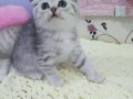 Safkan Scottish yavrular Tabby ayıcıklar.