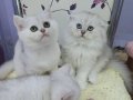 Safkan Scottish yavrular Tabby ayıcıklar.