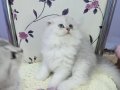 Safkan Scottish yavrular Tabby ayıcıklar.