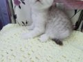 Safkan Scottish yavrular Tabby ayıcıklar.