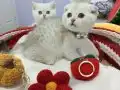 Safkan Scottish yavrular Tabby ayıcıklar.