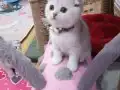 Safkan Scottish yavrular Tabby ayıcıklar.