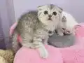 Safkan Scottish yavrular Tabby ayıcıklar.