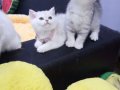 Safkan Scottish yavrular Tabby ayıcıklar.