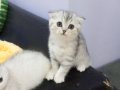 Safkan Scottish yavrular Tabby ayıcıklar.