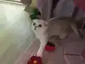 Safkan dik ve düşük kulak yavrular Catteryden (secereli)