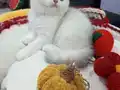 Safkan dik ve düşük kulak yavrular Catteryden (secereli)