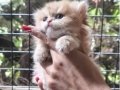 Safkan secereli Golden Chinchilla rengi yavrular Catteryden 