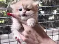 Safkan secereli Golden Chinchilla rengi yavrular Catteryden 