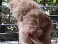 Safkan secereli Golden Chinchilla rengi yavrular Catteryden 