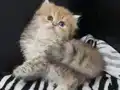 Safkan secereli Golden Chinchilla rengi yavrular Catteryden 